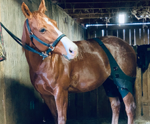 Load image into Gallery viewer, MagnaCu Stifle Wraps - Made to Order