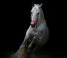 Load image into Gallery viewer, Flair Strips